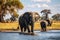 Elephants at a waterhole in Chobe National Park, Botswana, Africa, Africa Botswana Chobe National Park African Elephant, AI