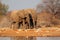 Elephants at waterhole, Etosha