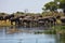 Elephants at waterhole horseshoe, in the Bwabwata National Park, Namibia