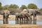 Elephants watering in Etosha, Namibia.