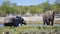 Elephants at a watering hole