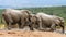 Elephants at watering place