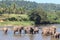 Elephants on a watering place