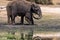 elephants at the wetlands at the chobe river in Botswana in africa