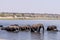 elephants at the wetlands at the chobe river in Botswana in africa