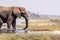 elephants at the wetlands at the chobe river in Botswana in africa