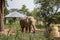 elephants wild asian landscape nepal chitwan jungle near spring tall sun asia shine strong people heavy small sweet endangered