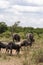 Elephants and wildebeests. A small group of herbivores in the savannah of Africa. Masai Mara, Kenya