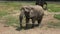 Elephants, Wildlife, Mammals, Zoo Animals