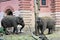 Elephants in the  Wroclaw Zoo, Poland