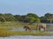 Elephants in yala national park