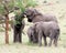 Elephants with young eating acacia tree grass