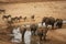 Elephants and zebra, safari Tanzania