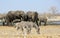 Elephants and zebra share a waterhole