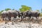 Elephants and zebras gathering around a waterhole