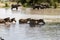 Elephants and zebras in the water