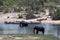 Elephants, zebras and wildebeest on Boteti River in Makgadikgadi Pans National Park, Botswana