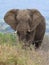 Elephants of Zimanga Park in South Africa