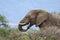 Elephants of Zimanga Park in South Africa