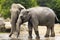 Elephants in zoo