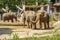 Elephants at Zoo