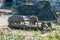 Elephants in a zoo outdoors