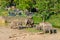 Elephants in a zoo outdoors