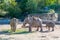 Elephants in a zoo outdoors in Cologne