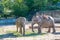 Elephants in a zoo outdoors in Cologne