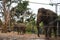 Elephants in Zoo in Sydney