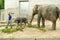 The elephants in the Zoo Zurich