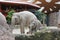 Elephants, Zurich Zoo