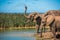 Elephantâ€™s herd at water hole, South Africa