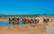 Elephantâ€™s herd at water hole, South Africa