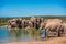 Elephantâ€™s herd at water hole, South Africa