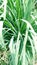 Eleusine coracana finger millet ragi kodo plant