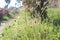 Eleusine indica grass in the morning