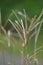 Eleusine indica (Indian goosegrass, yard grass, goosegrass, wiregrass, crow foot grass, lulangan).