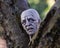 Elevate your Halloween decorations with a lifelike plastic zombie head nestled in the grass, creating an eerie ambiance for your