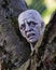 Elevate your Halloween decorations with a lifelike plastic zombie head nestled in the grass, creating an eerie ambiance for your