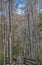 The elevated Boardwalk goes through the swampy lowlands of East River Swamp in General Coffee State Park at Douglas, Georgia