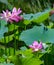 Elevated Elegance: Mesmerizing Water Lilies