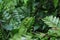 An elevated and staring head of a camouflage green forest lizard (Calotes Calotes)