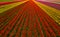 Elevated view with converging perspective lines of a vibrant, bright colorful tulip field