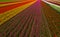 Elevated view with converging perspective lines of a vibrant, bright colorful tulip field