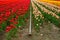 Elevated view with converging perspective lines of a vibrant, bright colorful tulip field