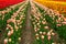 Elevated view with converging perspective lines of a vibrant, bright colorful tulip field