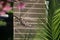 Elevated view of iguana resting under sun by riverside in Florid