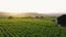 Elevated view of vineyards landscape at sunset