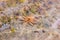 Eleven armed starfish underneath the water